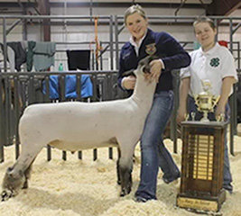 Shroyer Show Stock